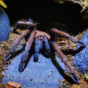 Sericopelma sp. Boquete