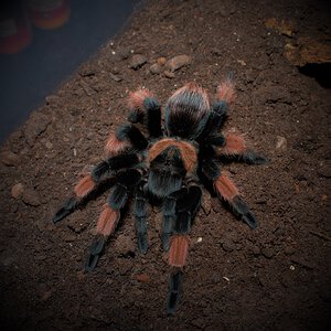 0.1 Brachypelma emilia