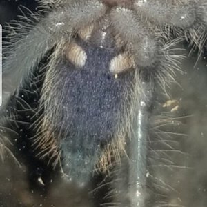 Omothymus Violaceopes Sex?