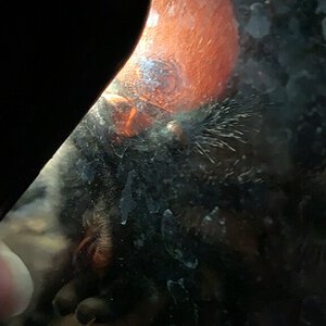 0.1 Avicularia avicularia M#1