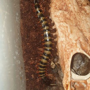 Scolopendra.jpeg