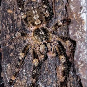 Poecilotheria subfusca "Lowland"