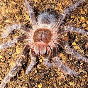 Tarantula puppy dog eyes?