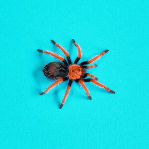 Brachypelma boehmei