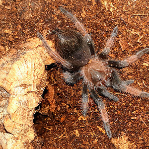 B. emilia sling