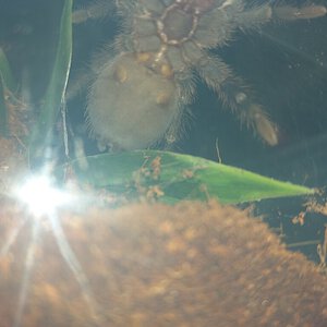 P. Auratus