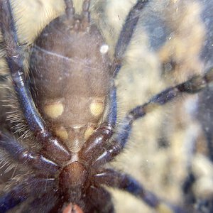 Poecilotheria Metallica male or female