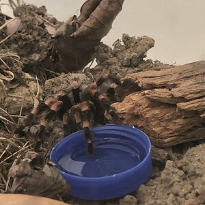 Anyone have an idea how old and if this is a b smithi or hamorii ?