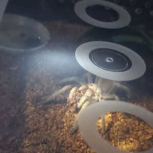 Aphonopelma chalcodes carrying a dirt piece