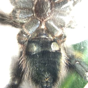 Caribena Versicolor Male or Female