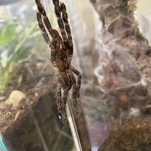 Poecilotheria Ornata Male or Female