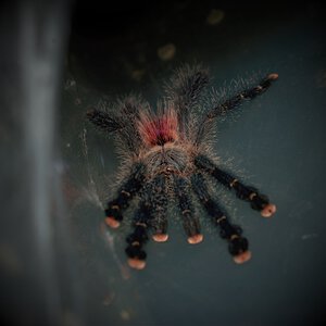 0.1 Avicularia variegata (M1)