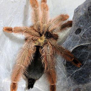 Psalmopoeus pulcher