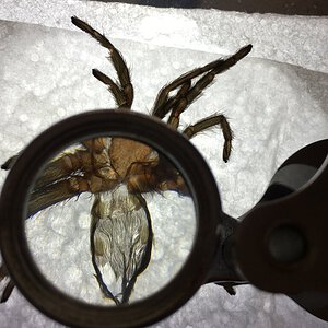 P. auratus #1. ~2.5” DLS