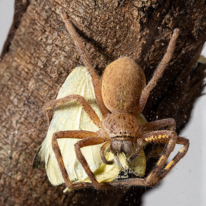 Lion Huntsman Spider eating Cabbage White Butterfly
