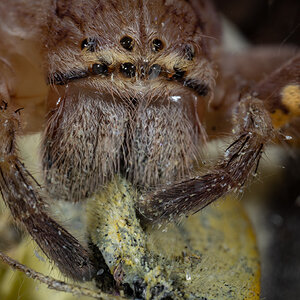 Lion Huntsman Spider eating Cabbage White Butterfly