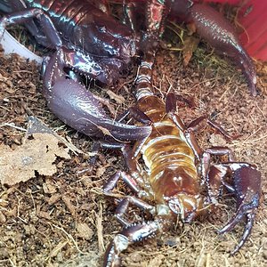 Asian Forest scorpion molted