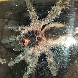 Iridopelma Hirsutum 2inch