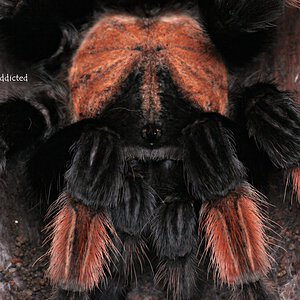 Brachypelma emilia.