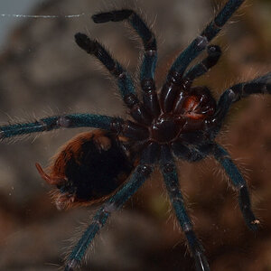 Chromatopelma L6 - another photo