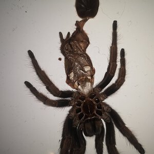 Chilobrachys fimbriatus 2