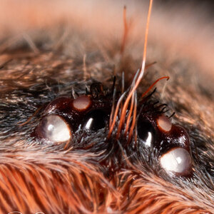 Brachypelma boehmei