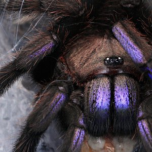 Chilobrachys sp. "Electric Blue".