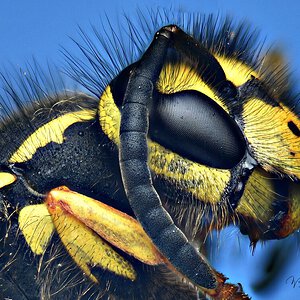 First attempt at shooting a wasp (V.vulgaris)