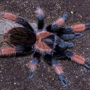 Brachypelma emilia