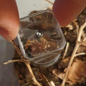 Harpactira pulchripes 3/3