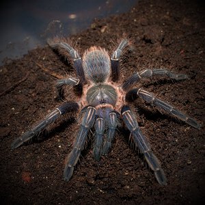 1.0 Aphonopelma seemanni BCF