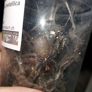 Poecilotheria metallica sling sexting