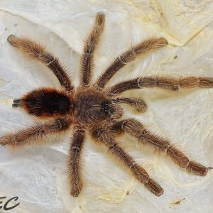 Avicularia merianae