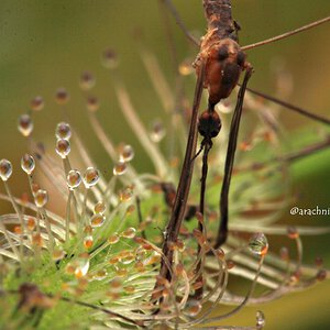 Drosera capensis alba.