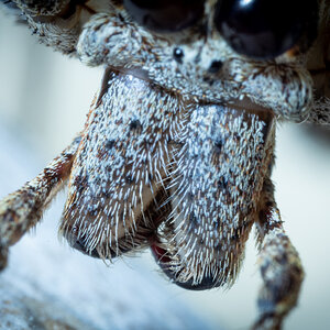 Close up of eyes