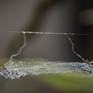 Net (shot in my herb garden)