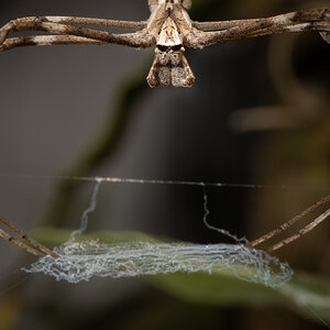 With Net (shot in my herb garden)