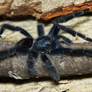 Avicularia variegata