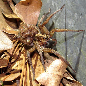 Mother Wolf Spider (Hogna lenta)