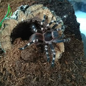 A. geniculata