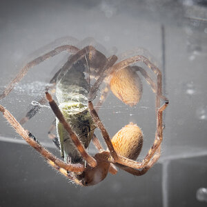 Sitting at enclosure roof with prey