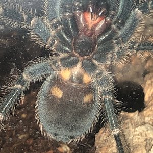 2” P. cancerides