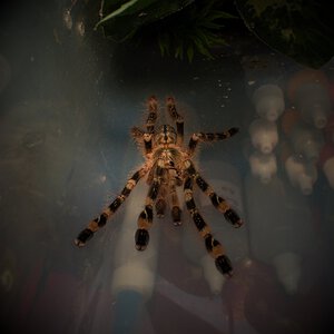 Poecilotheria subfusca "Highland"