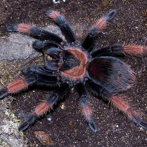 Brachypelma emilia