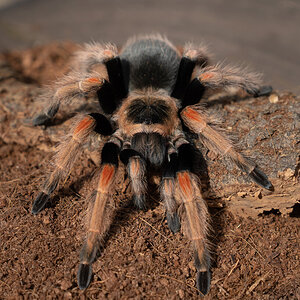 Brachypelma baumgarteni