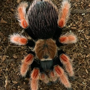 Female Brachypelma boehmei