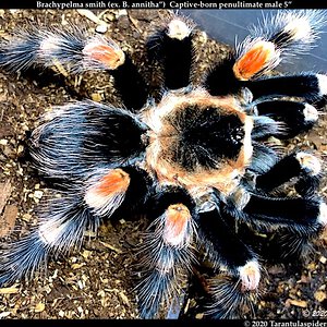 B.smithi(ex.B.annitha)(M)5in_penultimate1.jpeg