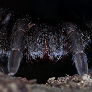 Grammostola pulchra