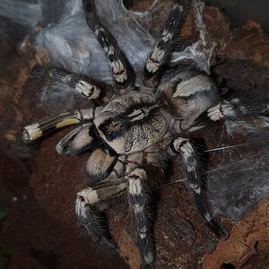 P.regalis