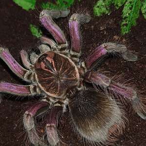 Pamphobeteus sp. machalla